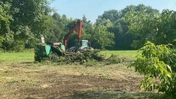 Wycinka w parku Małpi Gaj