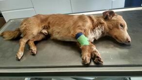 Krecik ledwo uszedł z życiem