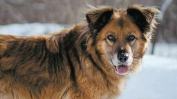 Jaro, jeden z podopiecznych stowarzyszenia, który miał wrośnięty łańcuch. Pies nadal szuka domu