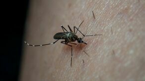 Kraśnik ma cel: Wytłuc komary