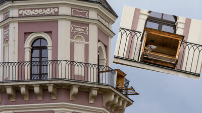 Sokoły zadomowiły się na Ratuszu w Zamościu