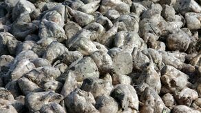 CBA kontroluje. Cukrownia odpowiada