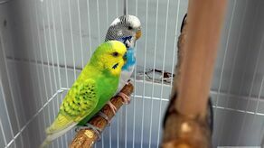 Lublin. Żywe zwierzęta potraktowali jak odpady. Kto wyrzucił te papugi na śmietnik?