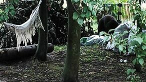 Wójt Grabowca na podstawie zdjęcia uważa, że to niedźwiedź.