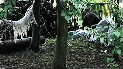 Wójt Grabowca na podstawie zdjęcia uważa, że to niedźwiedź.