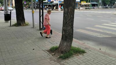 Lublin: Czy tym drzewom można pomóc? "Nie mają szans przetrwać"