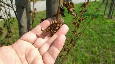 Część drzew ma suche liście, które kruszą się w dłoni