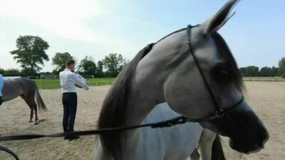Święto konia arabskiego w Janowie Podlaskim. Niedziela dniem aukcji arabów