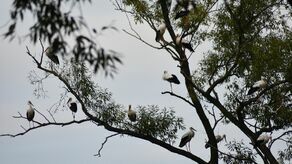 Bociania sypialnia w Miączynie