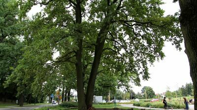 Zbadali połamany dąb. Co dalej z pomnikiem przyrody?