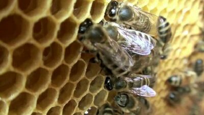 Dziś Wielki Dzień Pszczół. Co nam dają i co by się stało, gdyby ich zabrakło?