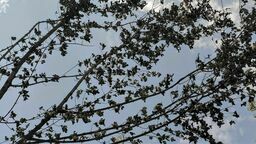 Lublin. Dopiero co posadzili, a już uschły