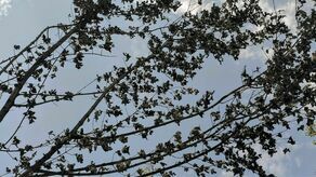 Lublin. Dopiero co posadzili, a już uschły