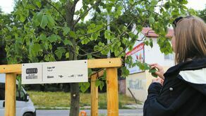 W ramach akcji finansowanej z budżetu obywatelskiego posadzono jak dotąd po jednym drzewie w większości dzielnic, za to z rozgłosem