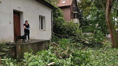 – Dobrze, że nie spadło na dom – panią Agnieszkę Mańkowską spotkaliśmy dzisiaj rano przed swoją posesją przy ul. Czaplińskiego na Czechowie. – Od 3 nie śpimy, bo się tak przestraszyliśmy. Pierwsze drzewa poleciały, a potem to już z tych nerwów uciekliśmy na drugą stronę domu, bo się bałam, że na nas wszystko poleci – opisuje kobieta. Jej posesja ma całkowicie uszkodzone ogrodzenie oraz częściowo bramę wjazdową. Gałęzie spadły też na zaparkowany koło domu samochód. Uszkodzona została w nim przednia szyba i dach