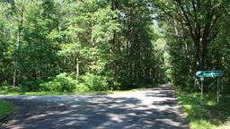 Las w okolicach Sosnówki w gminie Kłoczew. To rzekomo tutaj miała miejsce mrożąca krew w żyłach historia walki grzybiarza z dzikim zwierzęciem. Eksperci są zgodni - cała historia o złym wilku najpewniej została zmyślona