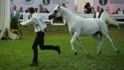 Czy janowska stadnina zakończy złą passę? Dzisiaj aukcja Pride of Poland [zdjęcia]