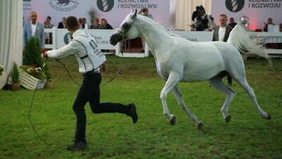 Czy janowska stadnina zakończy złą passę? Dzisiaj aukcja Pride of Poland [zdjęcia]