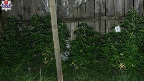 Gmina Szczebrzeszyn: konopie na podwórku