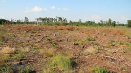 Nielegalna wycinka lasu w Rossoszu. Posłanka z Lublina pisze do CBA
