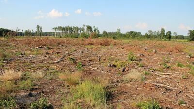 Nielegalna wycinka lasu w Rossoszu. Posłanka z Lublina pisze do CBA
