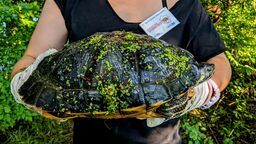 Żółw żółtobrzuchy. Samica ważyła ponad 3 kg, Wolontariusze Fundacji Epicrates wyłowili ją z....Wisły