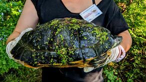 Żółw żółtobrzuchy. Samica ważyła ponad 3 kg, Wolontariusze Fundacji Epicrates wyłowili ją z....Wisły