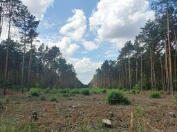 Miejsce wycinki nie jest łatwo znaleźć