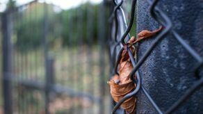 Okuninka. Wracając w nocy pomylił domki, skończyło się bardzo źle