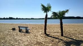 Osiem mrozoodpornych palm ozdobiło plażę miejską