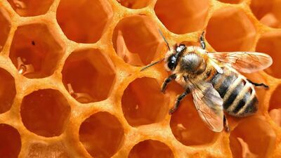 Miododajne łąki i pięciogwiazdkowe hotele dla pszczół. Wszystko to w Chełmie