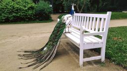 Paw z Ogrodu Saskiego jeszcze pod koniec lipca pozował spacerowiczom do zdjęć