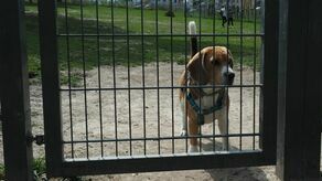 Lublin: Jest szansa na nowy wybieg dla psów