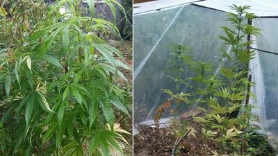 W foliowym tunelu wcale nie rosły pomidory