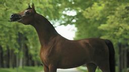 Największe nadzieje na zyski związane są ze sprzedażą klaczy Brodnicy 