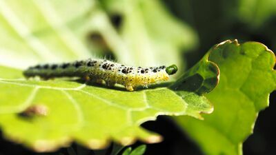 Które owady opłaca się jeść? Zaraz poznamy odpowiedź
