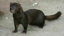 Norka amerykańska nie znajduje się na ustawowej liście zwierząt, których hodowcy mogą liczyć na odszkodowania przy wystąpieniu chorób zwalczanych z urzędu