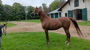 Encarina wróciła do Janowa