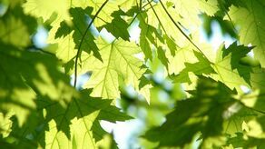 W Lublinie przybędzie liści i igieł. Gdzie ich będzie więcej?