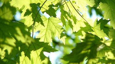 W Lublinie przybędzie liści i igieł. Gdzie ich będzie więcej?