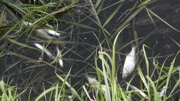 Śnięte ryby w Zalewie Zemborzyckim i Bystrzycy. To przez ostatnie opady?