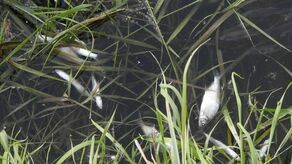 Śnięte ryby w Zalewie Zemborzyckim i Bystrzycy. To przez ostatnie opady?