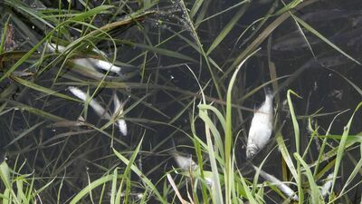 Śnięte ryby w Zalewie Zemborzyckim i Bystrzycy. To przez ostatnie opady?