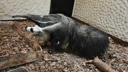 Maria z Dortmundu. Nowa mieszkanka zoo w Zamościu