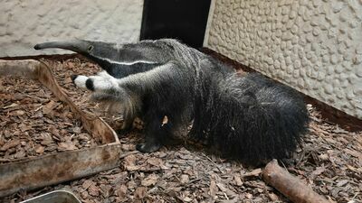 Maria z Dortmundu. Nowa mieszkanka zoo w Zamościu