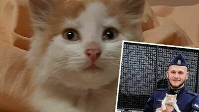 Lubelskie. Kotek w krzakach, a wokół już czaiły się lisy