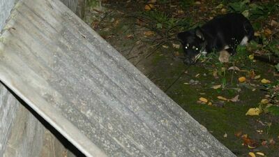 Psy mogły się udusić. 64-latek zatrzymany przez policjantów [zdjęcia]