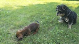 W Świdniku mówią, że padają im psy. Czy to przez opryski?