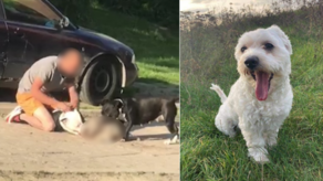 Amstaffy zaatakowały suczkę Mię należącą do pani Elżbiety. Kobieta nie była w stanie ich powstrzymać, tak samo jak mężczyzna który miał się nimi opiekować 