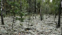 Nowy rezerwat w woj. lubelskim. Rzadkie gatunki porostów mają swoje miejsce